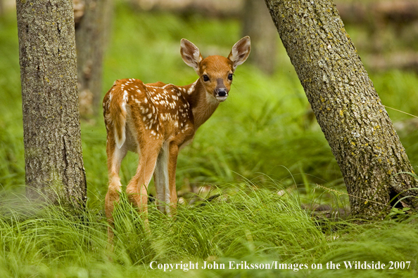 White-tailed fawn in habitat.