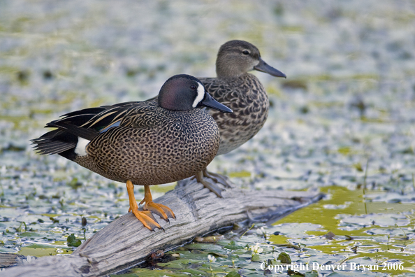 Blue-winged Teal duck pair.