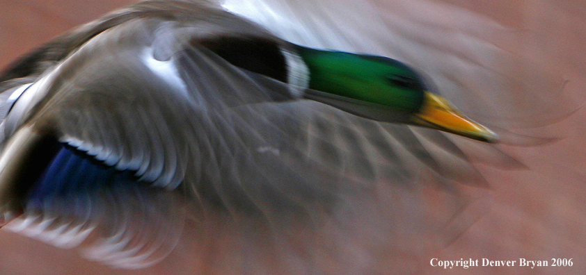 Mallard Ducks in flight.