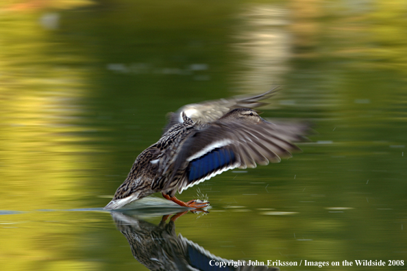 Mallard duck landing