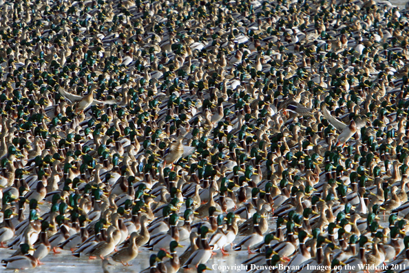 Large flock of mallards resting on ice/water. 