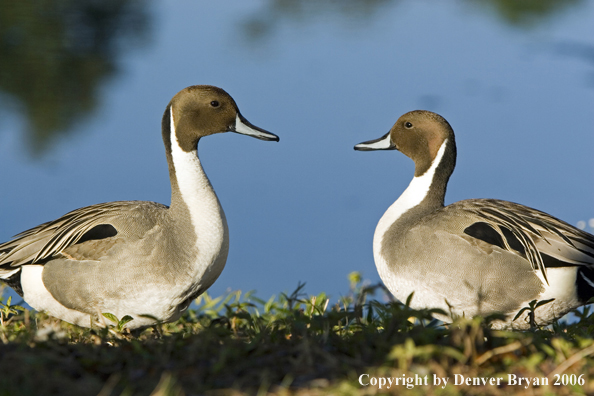 Pintail ducks.
