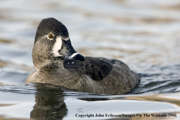 Ring-necked duck in habitat.
