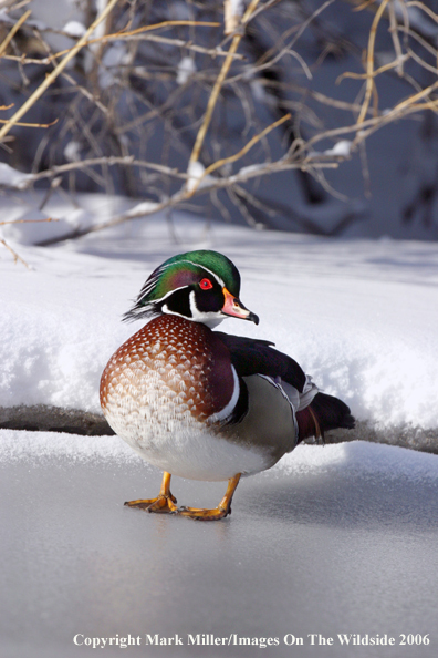 Wood duck in winter in habitat.