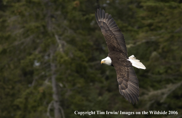 Bald Eagle in flight.