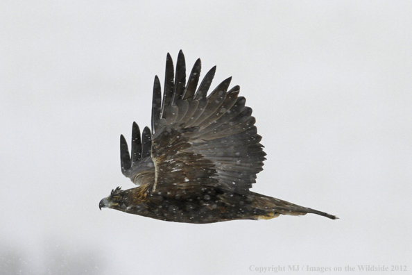 Golden eagle in flight.