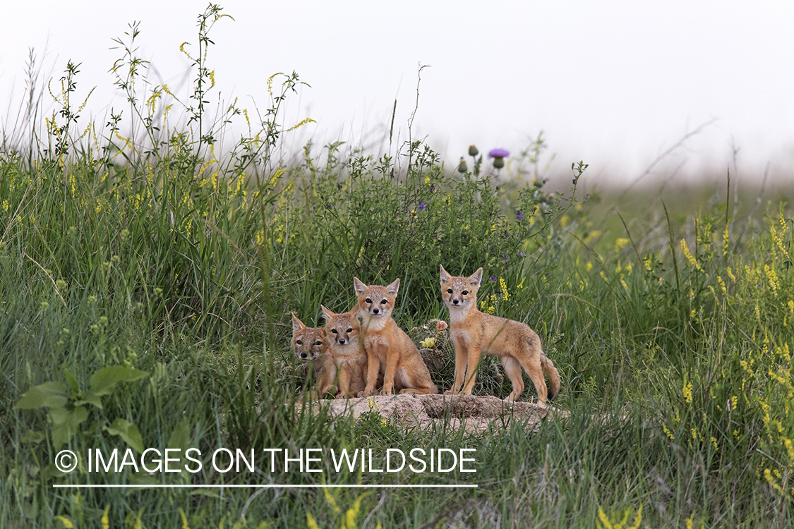 Swift fox kits with mother in habitat.