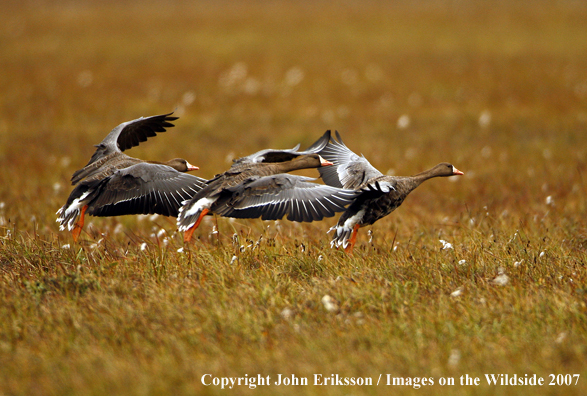 White-fronted goose in flight