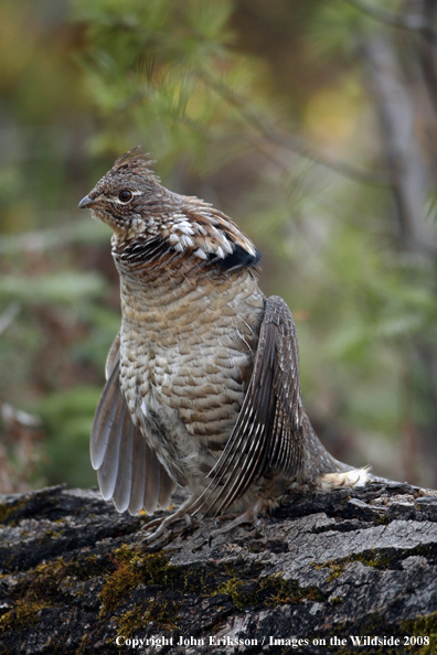 Ruffed Grouse drumming