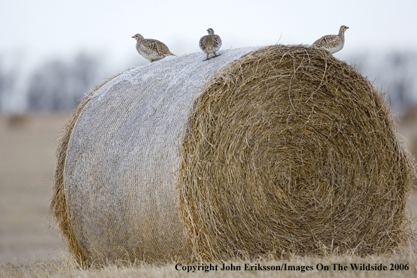Sharp-tailed grouse in habitat.
