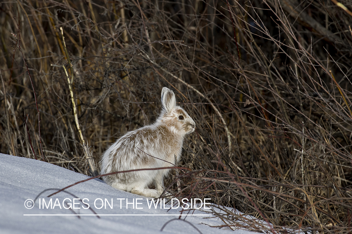 Snowshoe Hare