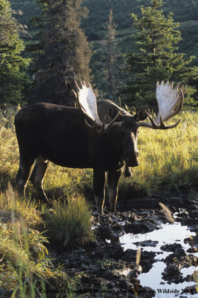 Moose in habitat