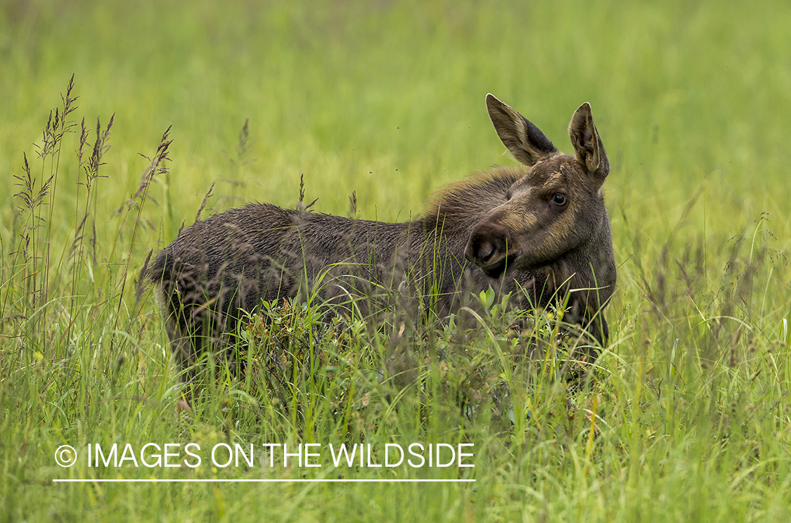 Moose calf in habitat.