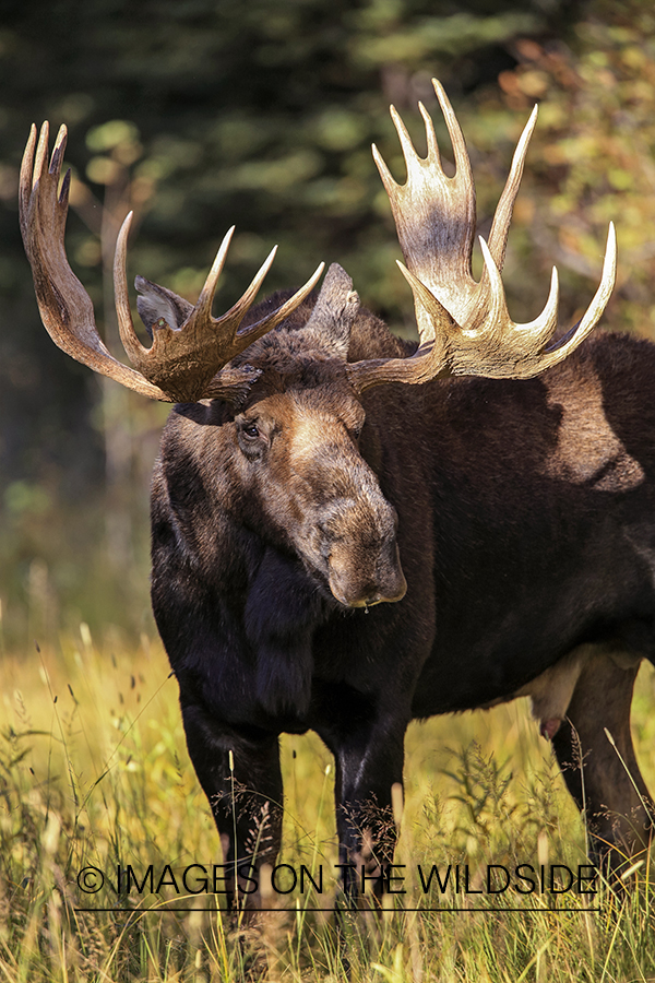 Shiras bull moose in habitat.