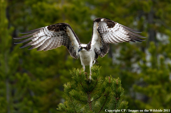 Osprey landing on tree. 