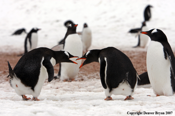 Gentoo Penguin in habitat
