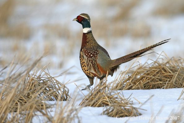 Ring-necked pheasant in habitat