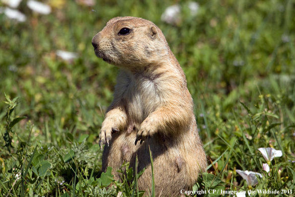 Prairie dog sitting up in meadow. 