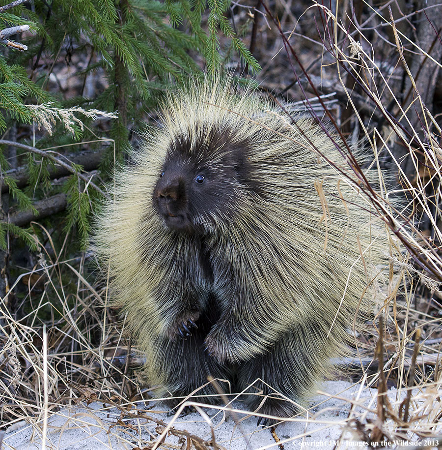 Porcupine in habitat.