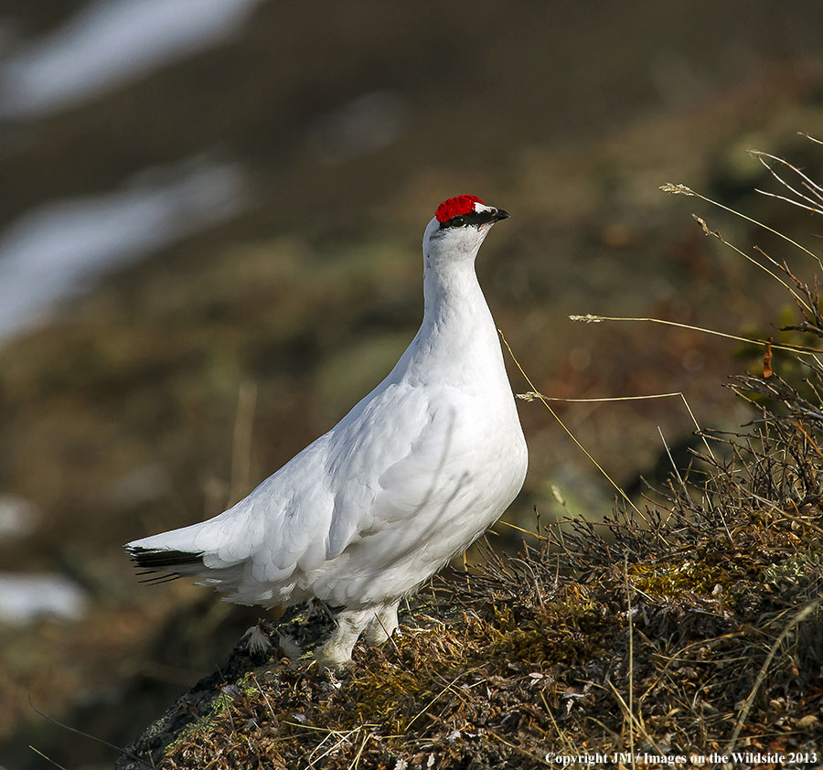 Rock ptarmigan in habitat.