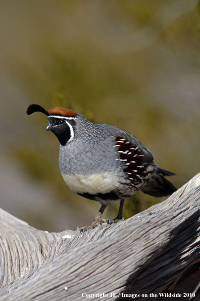 Gamble's Quail in habitat.