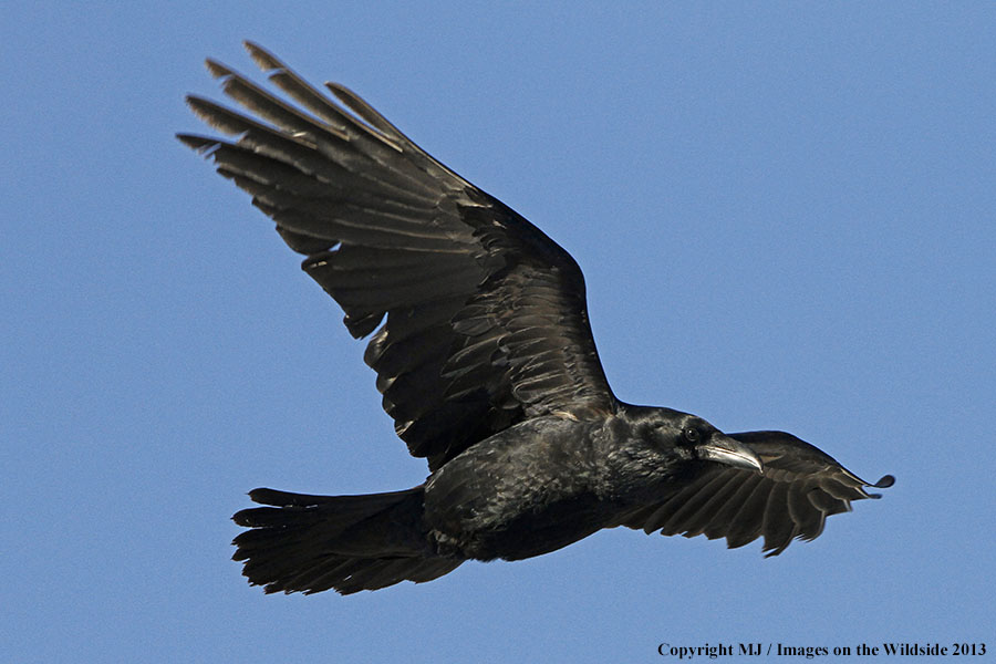 Raven in flight.