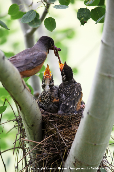 Mother Robin feeding her young