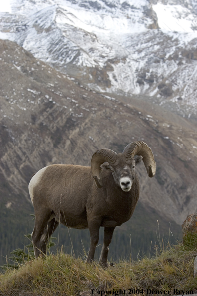 Rocky Mountain bighorn sheep (ram).