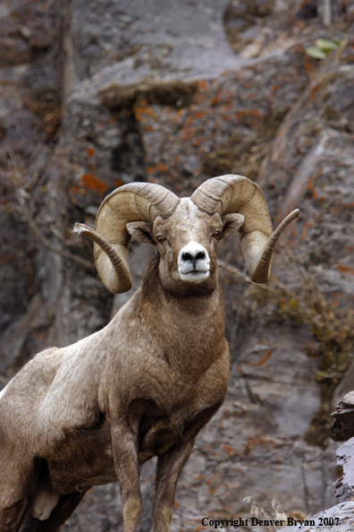 Rocky Mountain Big Horn Sheep