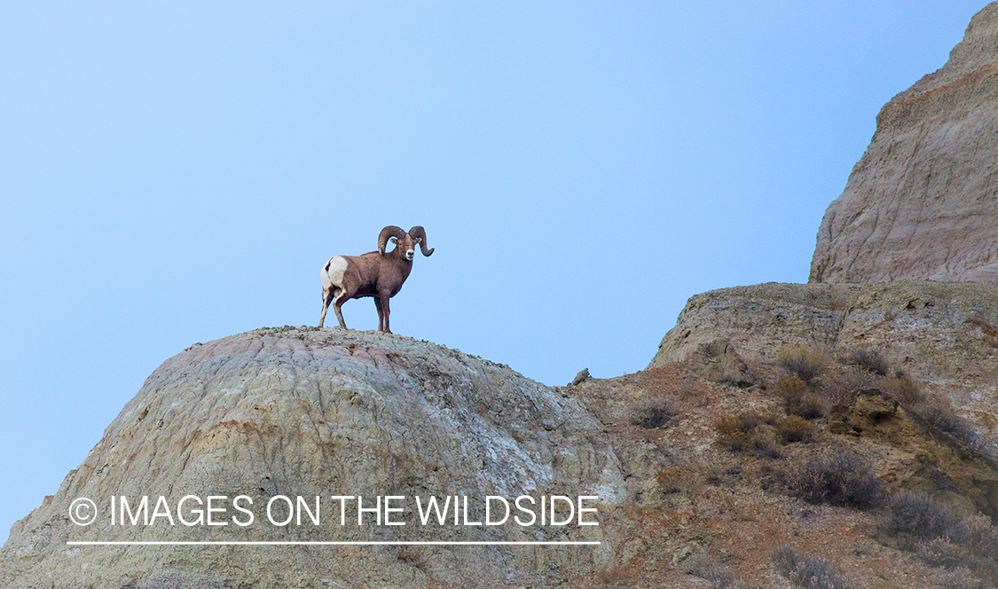 Bighorn sheep ram in habitat.