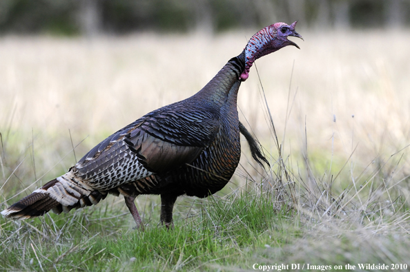 Merriam Turkey in habitat. 