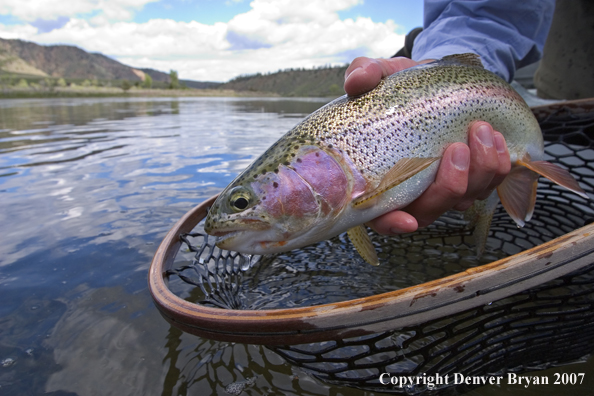 Flyfisherman holding/releasing rainbow trout