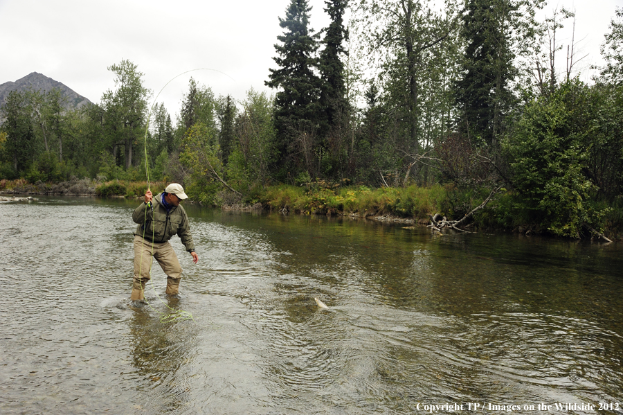 Flyfisherman with hooked grayling. 