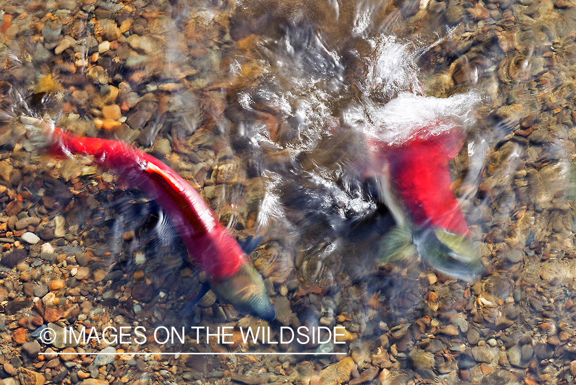 Alaskan Sockeye Salmon