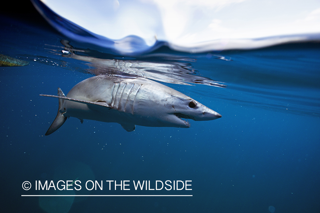 Shark in deep sea waters. 