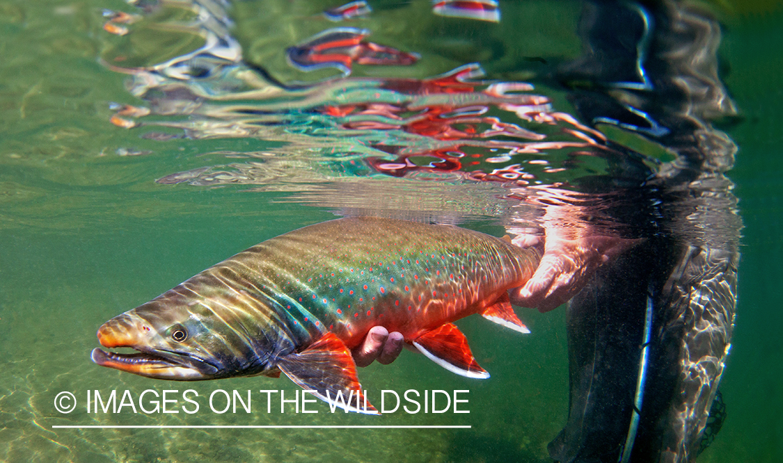 Dolly Varden (Bristol Bay, Alaska)
