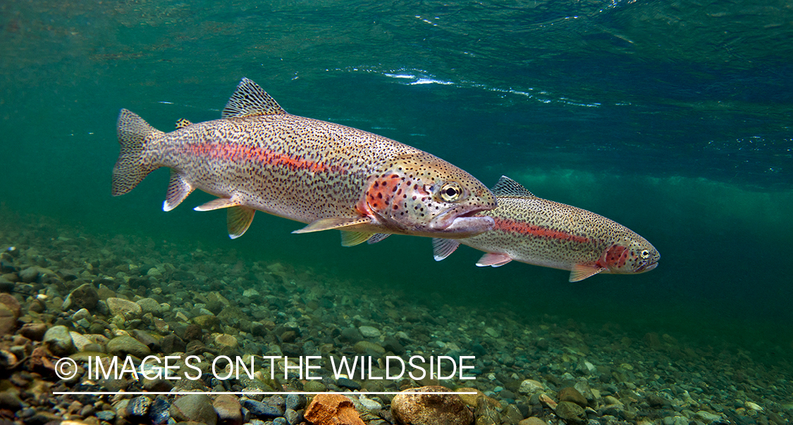 Alaskan Rainbow Trout
