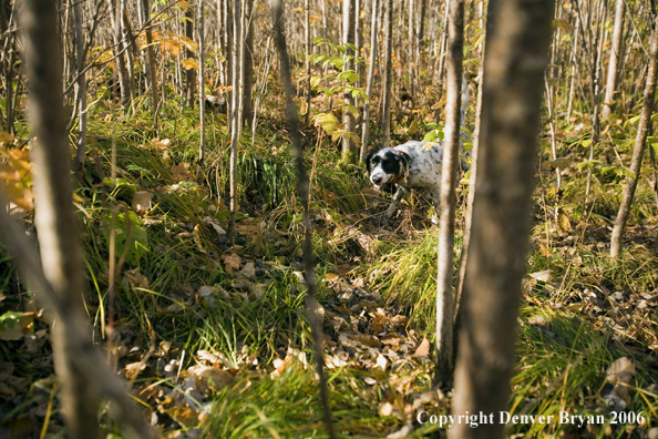 English Setter on point in woods. Woodcock in leaves