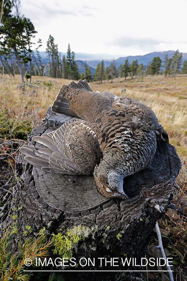 Bagged Dusky (mountain) grouse close-up in field. 