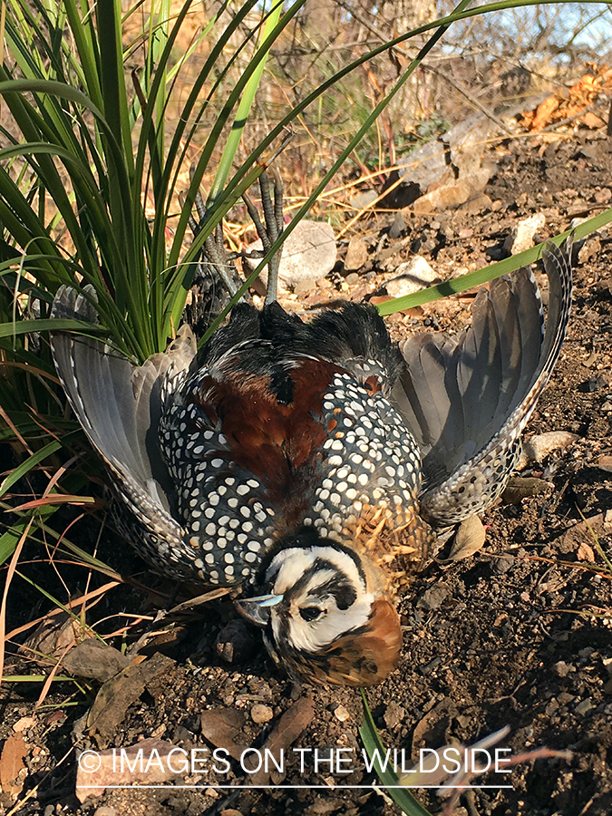 Bagged Mearn's quail.