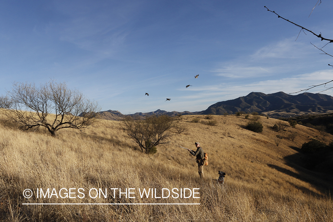 Mearns quail hunter in field with dog.