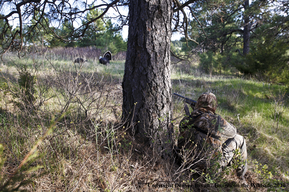 Hunter with (Merriam's) turkey in sights