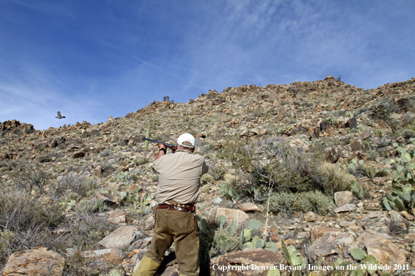 Upland game bird hunter shooting at Gambel's Quail in Arizona.