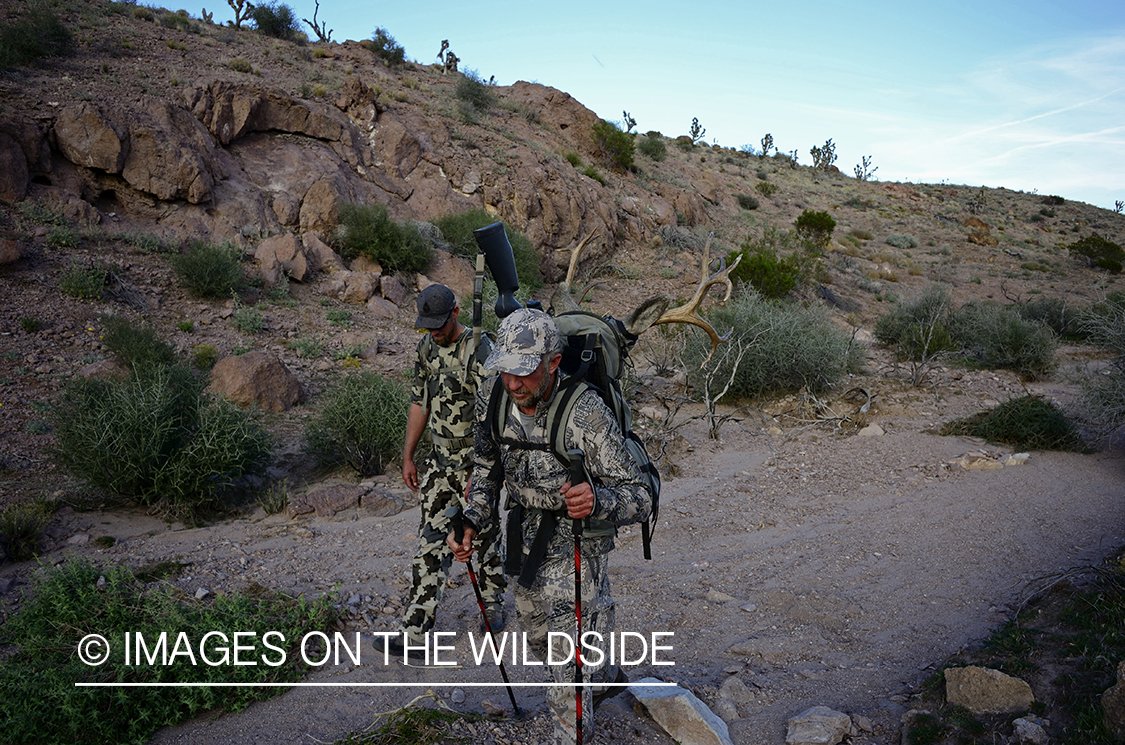 Hunter with bagged mule deer.