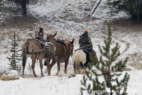 Elk hunt packstring in mountains