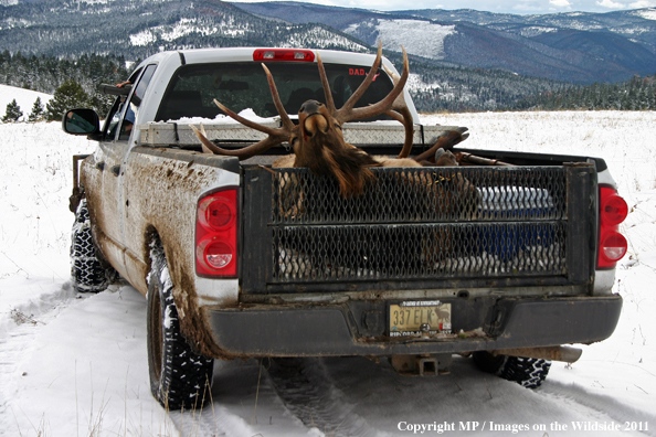 Bagged elk in back of pick-up truck.