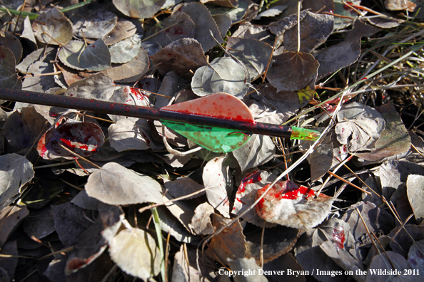 Bowhunters arrow lying on leaves