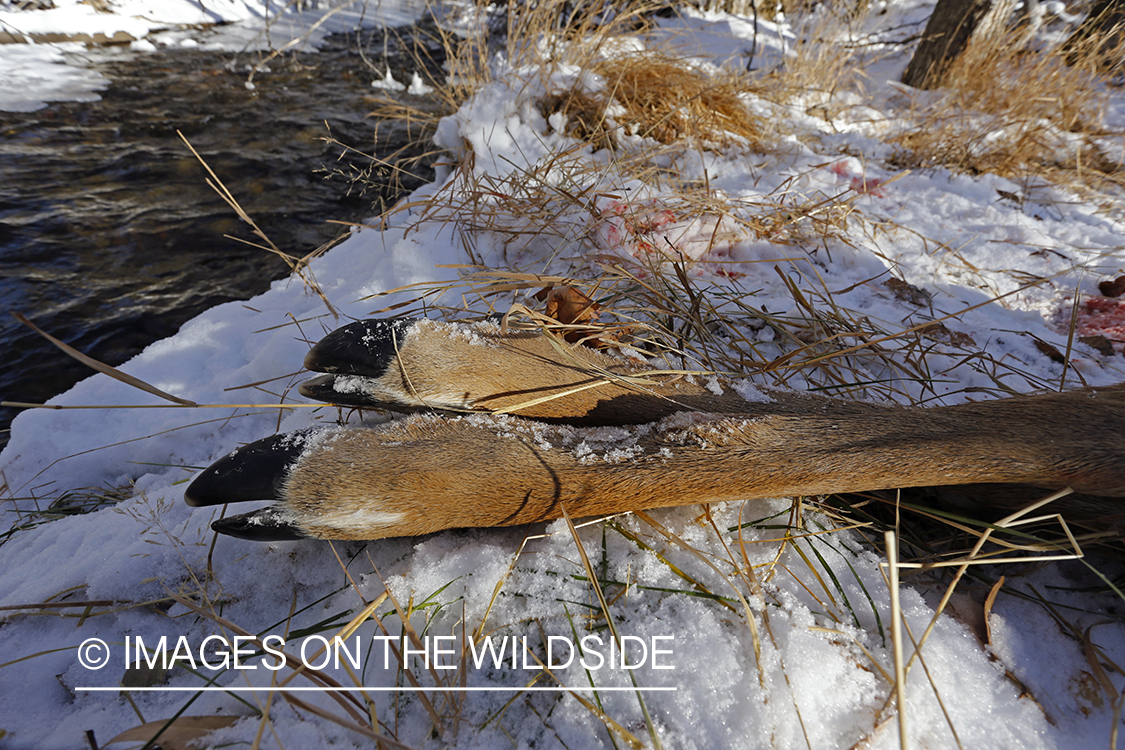 Close-up of downed white-tailed buck in field.