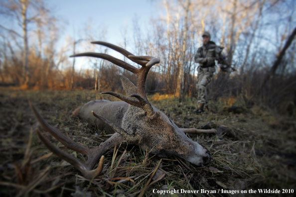 Bowhunter approaching whitetail buck. (Original image # 11049-015.91D)
