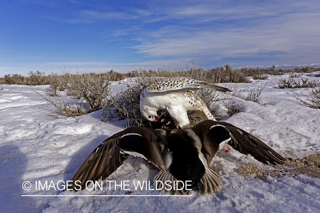 Gyr falcon on mallard.